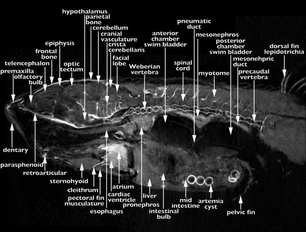 Zebrafish Anatomy: How Does it Compare to Humans?