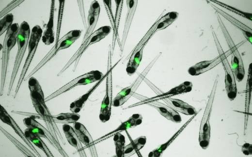 Zebrafish Research: Everything You Need to Know