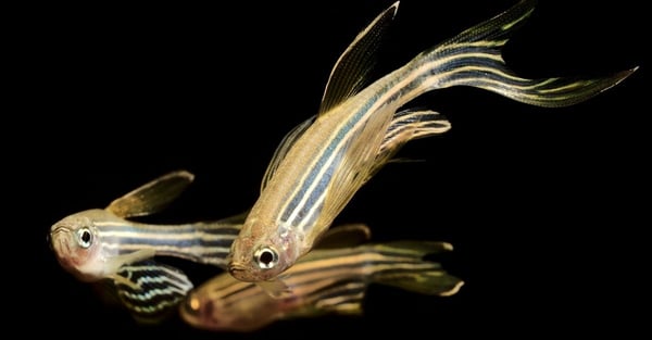 Zebrafish Behavior Analysis for Preclinical Research