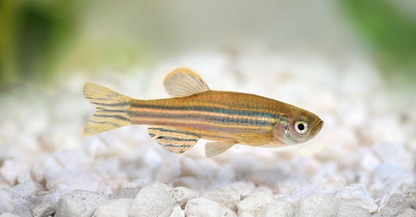 Zebrafish Screening: Assays and Tests That Can be Conducted with Zebrafish