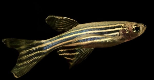 Characteristics of Zebrafish for Scientific Research