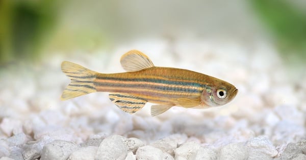 Danio Breeding: How to Care for Zebrafish