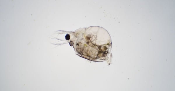 What is Daphnia: Environmental Model