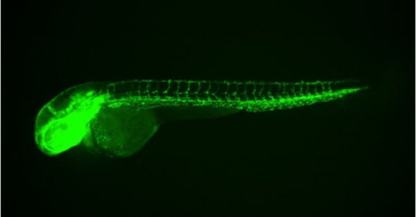 How Can GFP Zebrafish Be Used for Drug Discovery?
