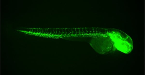 Transgenic Animal Models in Biomedical Research