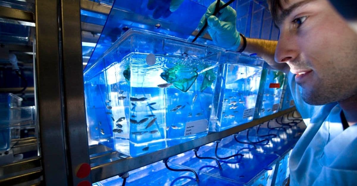 Zebrafish Larvae for Research Uses and Benefits