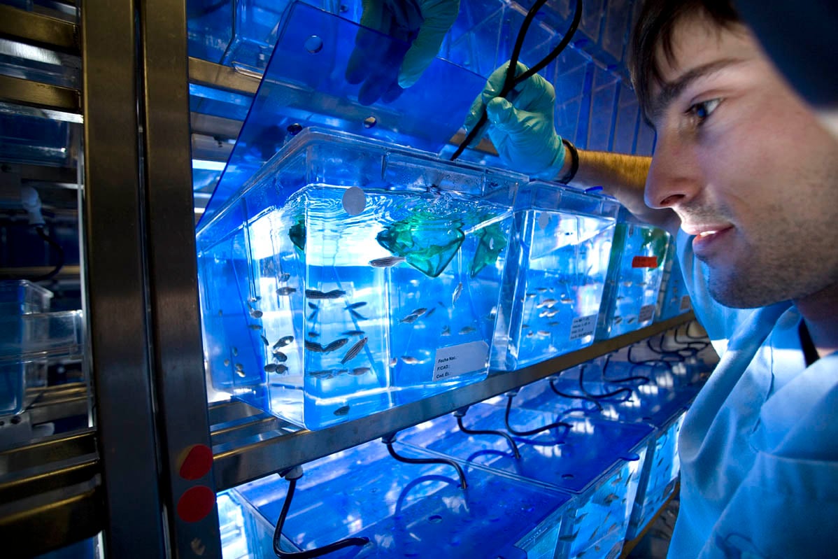 Zebrafish Genome Compared to Human: How Are They Similar