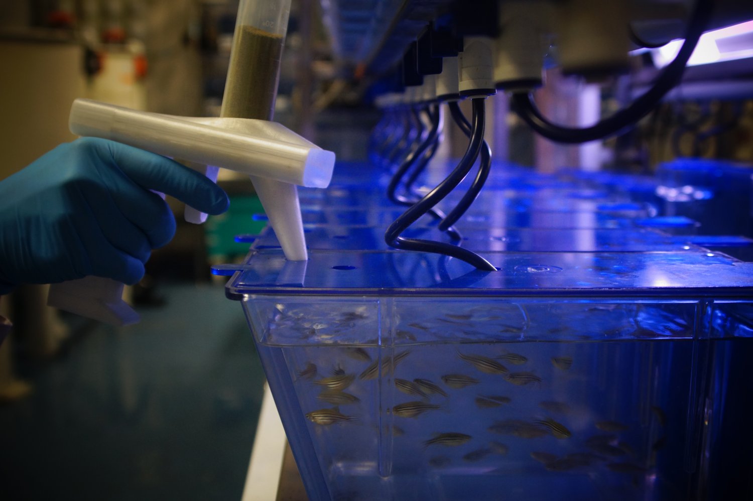 Why Are Animal Models Important For Understanding Human Diseases?