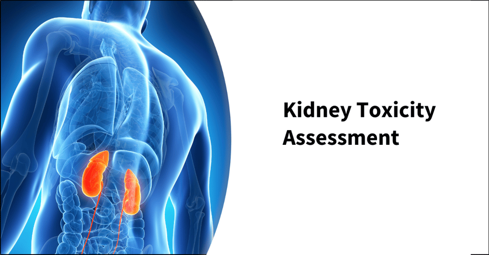 Kidney Toxicity Assessment
