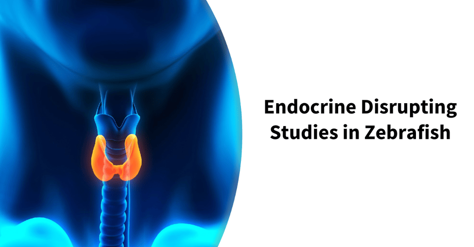 Endocrine Disrupting Studies in Zebrafish