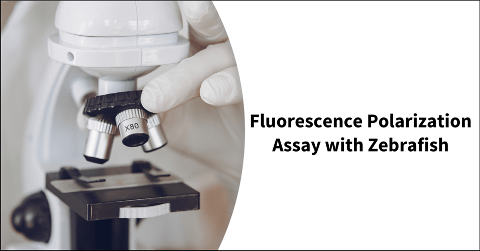 Fluorescence Polarization Assay with Zebrafish