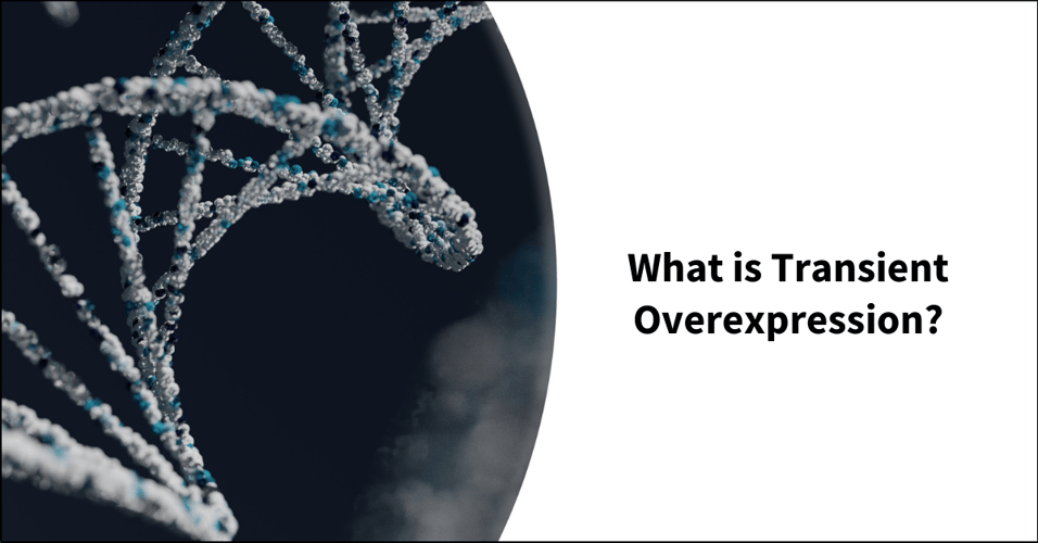 What is Transient Overexpression?