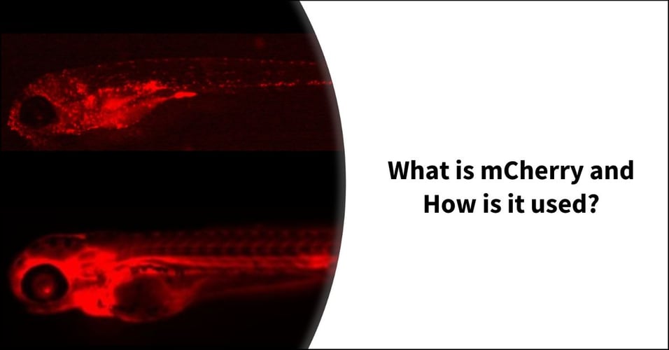 What is mCherry and How is it used?