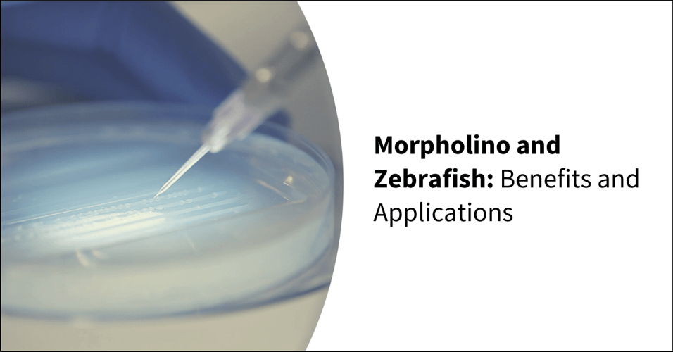 Morpholino and Zebrafish: Benefits and Applications