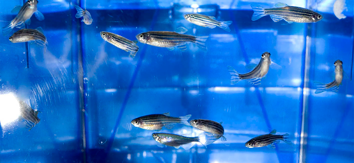 Sperm Cryopreservation in Zebrafish: Methods and Advantages