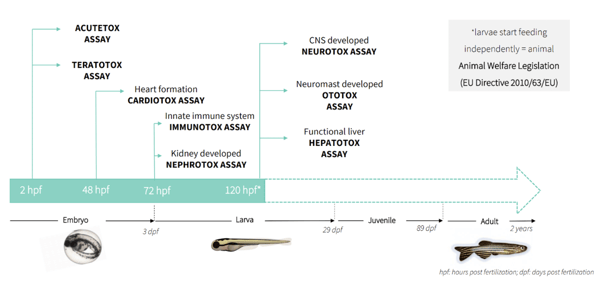 Zebrafish Larvae for Research: Uses and Benefits