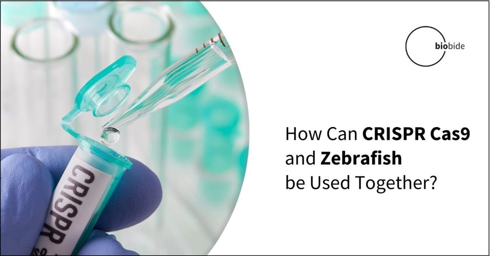 How Can CRISPR Cas9 and Zebrafish be Used Together?