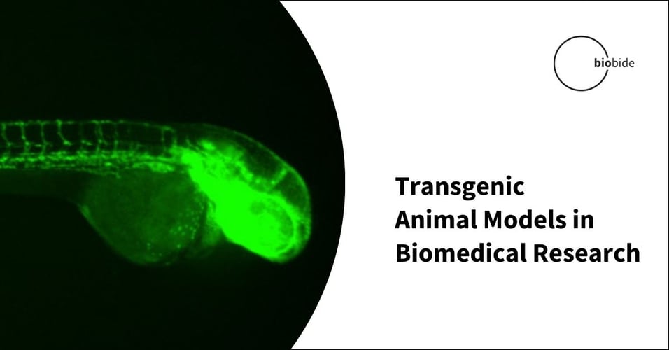 Transgenic Animal Models in Biomedical Research