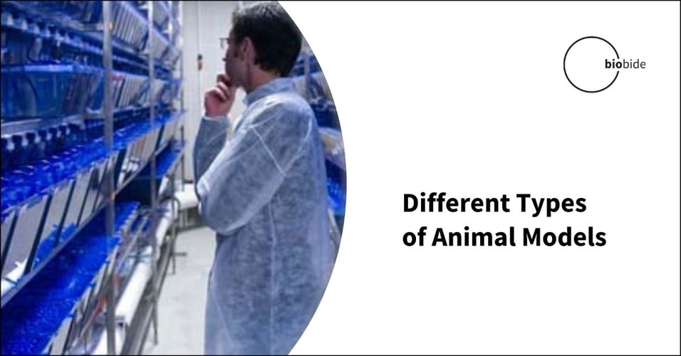 Different Types of Animal Models