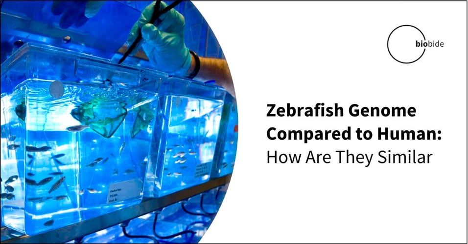 Zebrafish Genome Compared to Human: How Are They Similar