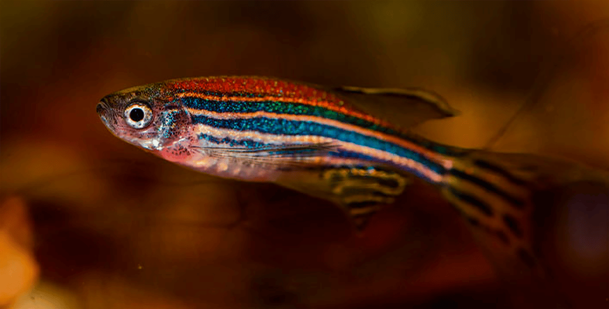 Zebrafish Research Everything You Need to Know