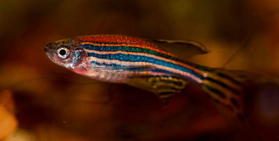Zebrafish Research: Everything You Need to Know