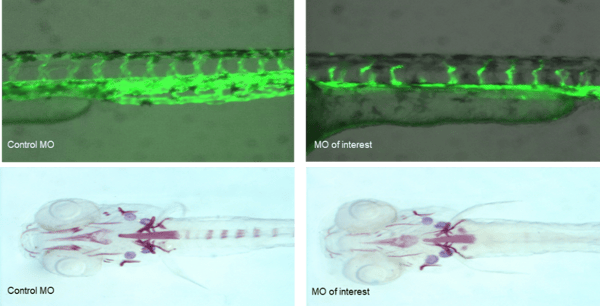 Morpholino and Zebrafish