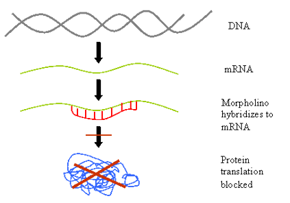 What is Gene Silencing?