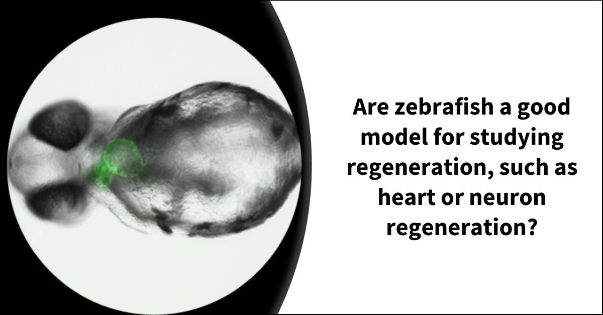 Are zebrafish a good model for studying regeneration, such as heart or ...