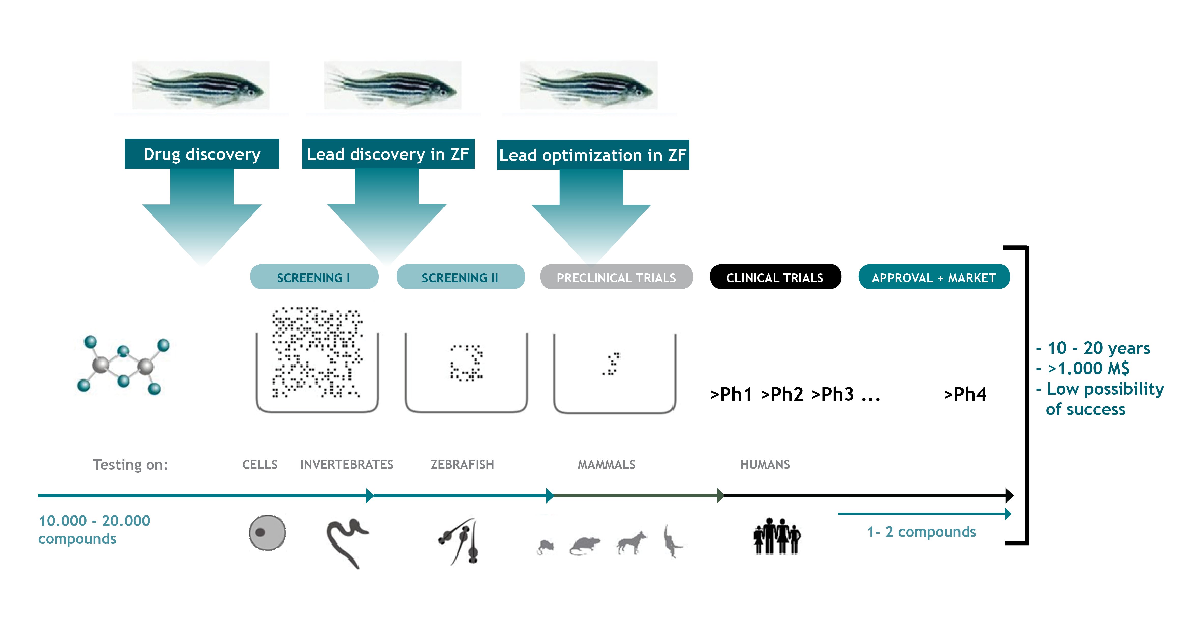 Zebrafish Research: Everything You Need to Know