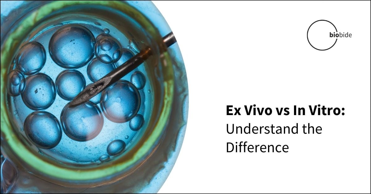 In Vitro vs In Vivo Preclinical Studies